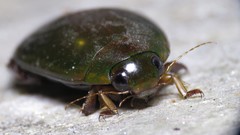 Megadytes