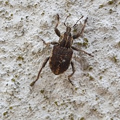 Brachypera zoilus