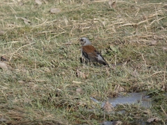 Turdus pilaris