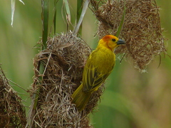 Taveta Weaver photo 2