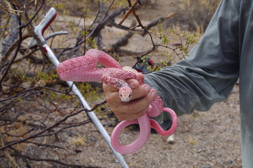 Common Coachwhip photographed in Arizona