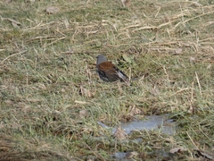 Turdus pilaris