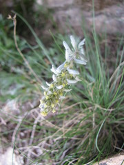 Artemisia genipi