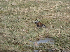 Turdus pilaris