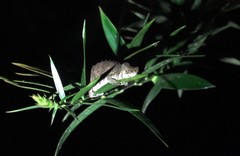 Calumma nasutum