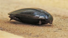 Megadytes