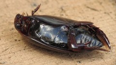 Megadytes