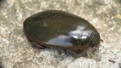 Megadytes