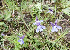 Lobelia nana