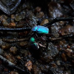 Hoplia coerulea