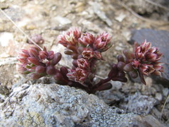 Sedum atratum