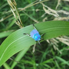 Hoplia coerulea