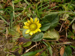 Oxygraphis polypetala