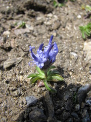 Phyteuma globulariifolium