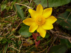 Caltha palustris