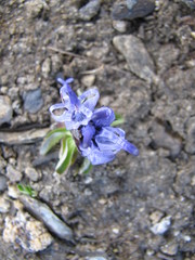 Phyteuma globulariifolium