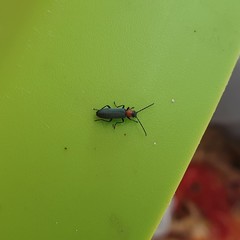 Ischnomera xanthoderes