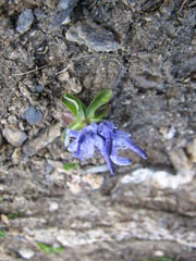 Phyteuma globulariifolium