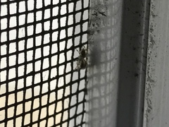 Salticidae