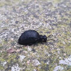 Meloe mediterraneus