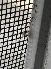 Salticidae