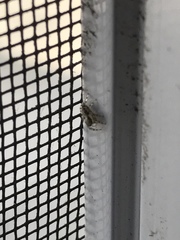 Salticidae