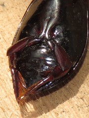 Megadytes