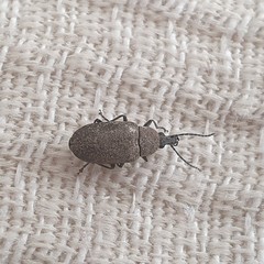 Mycterus curculioides