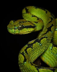 Ceylon Pit Viper photo 1