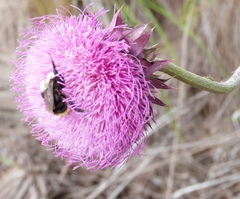 Bombus bellicosus