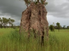 Nasutitermes triodiae