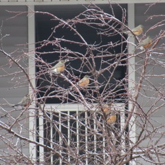Turdus migratorius