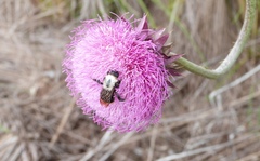 Bombus bellicosus