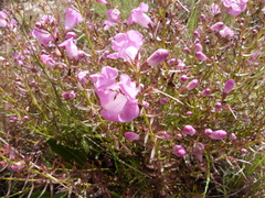 Agalinis genistifolia