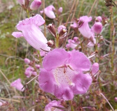 Agalinis genistifolia