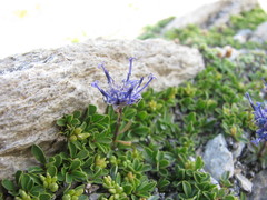 Phyteuma globulariifolium