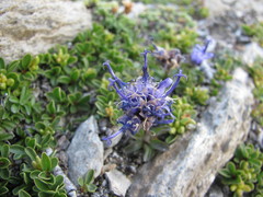 Phyteuma globulariifolium