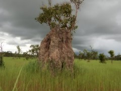 Nasutitermes triodiae