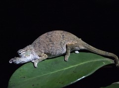 Calumma nasutum