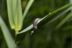 Deroceras neuteboomi
