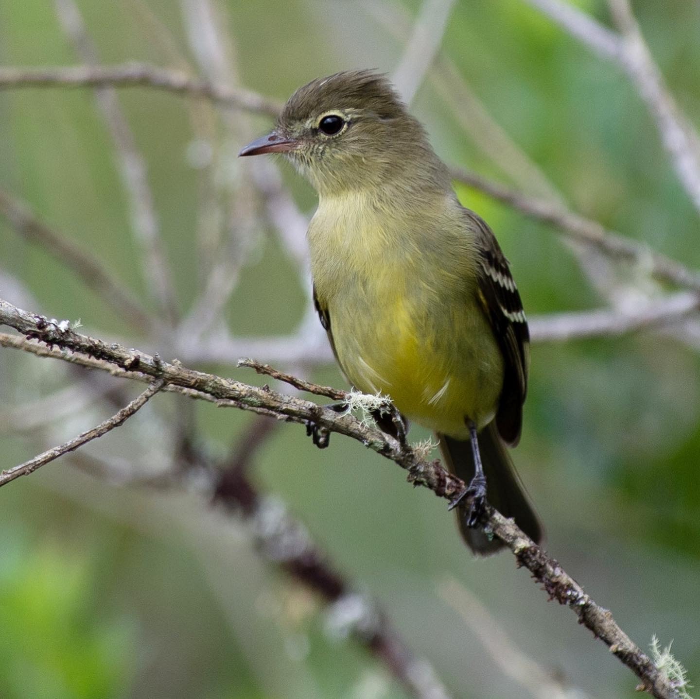 Tepui Elaenia (Elaenia olivina), photo 2