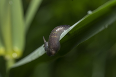 Deroceras neuteboomi