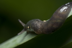 Deroceras neuteboomi