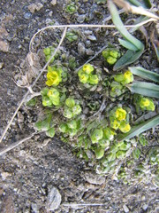 Draba hoppeana