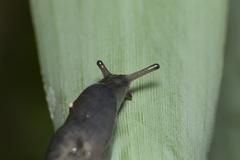 Deroceras neuteboomi
