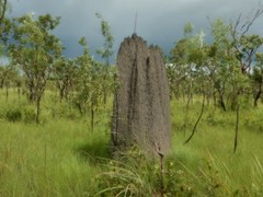 Amitermes meridionalis