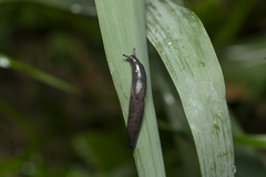 Deroceras neuteboomi