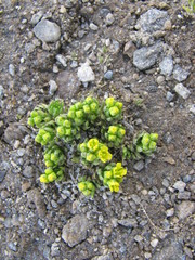 Draba hoppeana