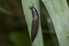 Deroceras neuteboomi