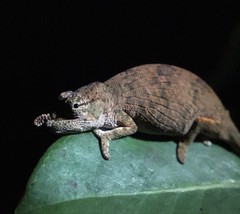 Calumma nasutum